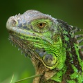 Iguana iguana  Green Iguana  Iguana verde juv 1