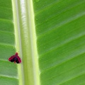 Ladoffa sp   Leafhopper  Zwergzikade  Chicharrita 5