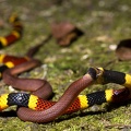 Micrurus mosquitensis  Costa Rican Coral Snake   amp  Ninia sebae  Ring-necked Coffee Snake 3