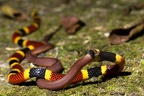 Micrurus mosquitensis  Costa Rican Coral Snake   amp  Ninia sebae  Ring-necked Coffee Snake 3