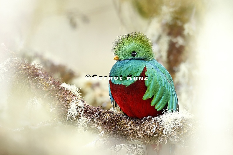 Pharomachrus__mocinno__Resplendent_Quetzal__Quetzal_M3_3.jpg