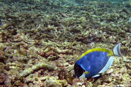 Coral bleaching Acanthurus leucosternon  Powder Blue Surgeon 2 2