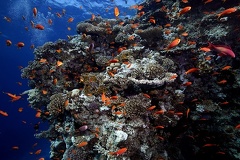 Coral garden Hurghada 2 2