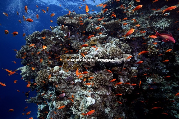 Coral garden Hurghada 2 2