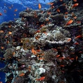 Coral garden Hurghada 2 2