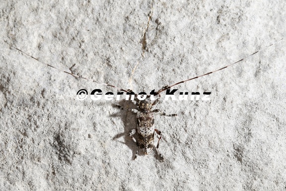 Acanthocinus griseus  Zimmermannbock 3 2