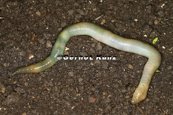 Allolobophora smaragdina  Smaragdgr  ner Regenwurm 1 2