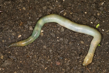 Allolobophora smaragdina  Smaragdgr  ner Regenwurm 1 2