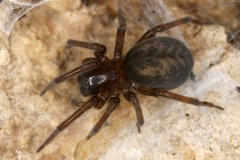 Amaurobius sp   Finsterspinne 1 2