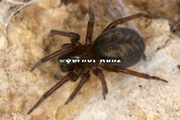 Amaurobius sp   Finsterspinne 1 2