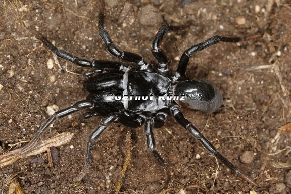 Atypus muralis  Mauer-Tapezierspinne 1 2