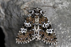 Lamprosticta culta 5 2