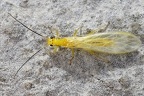 Plecoptera  Steinfliege 8 2