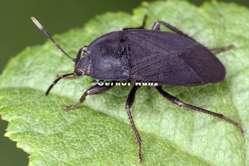 Aellopus_atratus_2_2.jpg