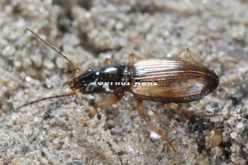 Bembidion_cf__testaceum_2_2.jpg