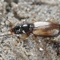 Bembidion cf  testaceum 2 2