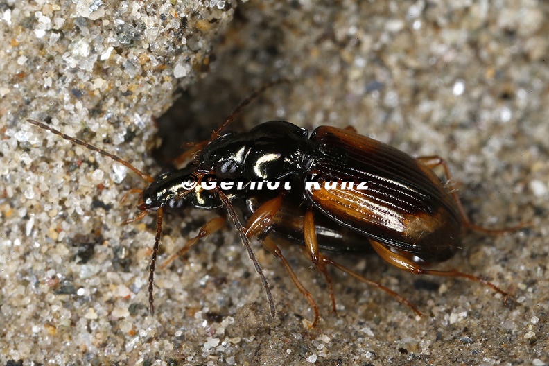 Bembidion_sp__K8_2.jpg