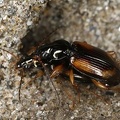 Bembidion sp  K8 2