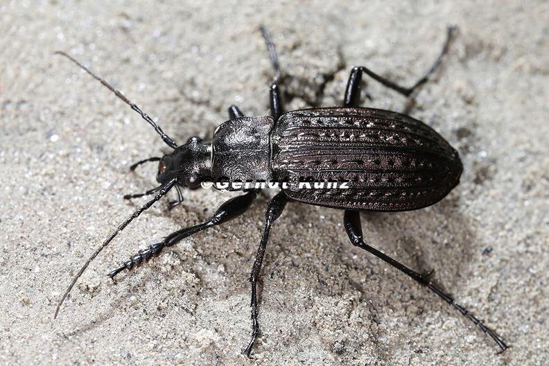 Carabus_3_2.jpg