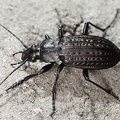 Carabus 3 2
