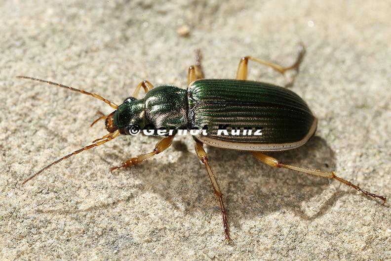 Chlaenius_spoliatus_5_2.jpg