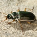 Chlaenius spoliatus 5 2