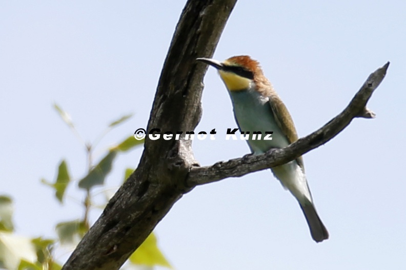 Merops_apiaster__Bienenfresser_5_1.jpg