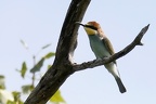 Merops apiaster  Bienenfresser 5 1