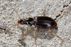 Paranchus albipes 4 2