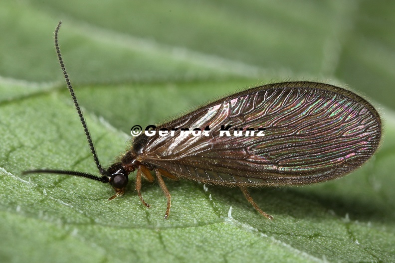 Sisyra_sp__Schwammhafte_6_2.jpg