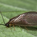 Sisyra sp  Schwammhafte 6 2