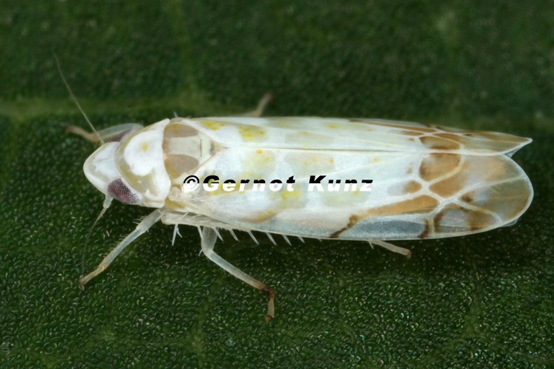 Typhlocyba_quercus__Leoparden-Blattzikade_1_2.jpg