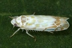 Typhlocyba quercus  Leoparden-Blattzikade 1 2