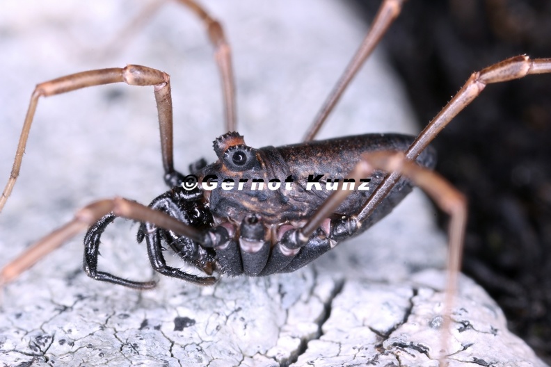 Platybunus_sp__2.jpg