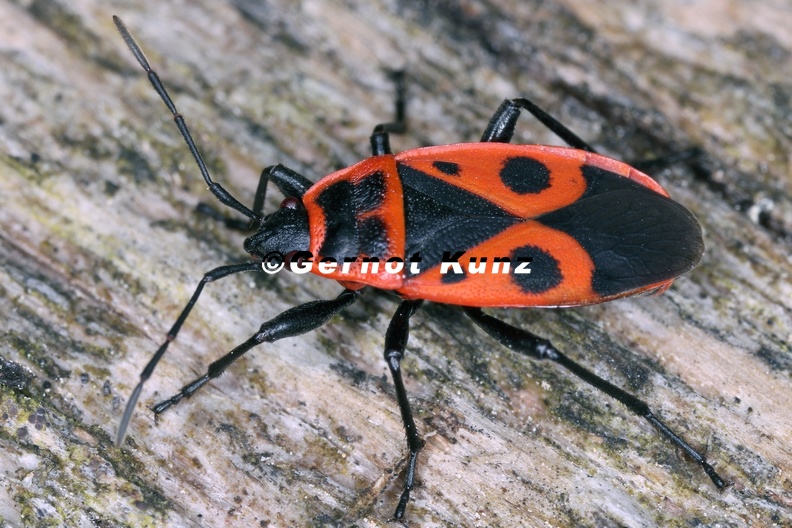 Pyrrhocoris_apterus__Feuerwanze__makr_1_2.jpg