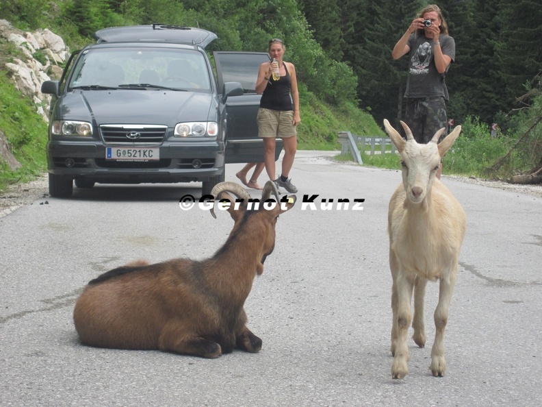 Rupicapra_rupicapra__Ziege_1.JPG