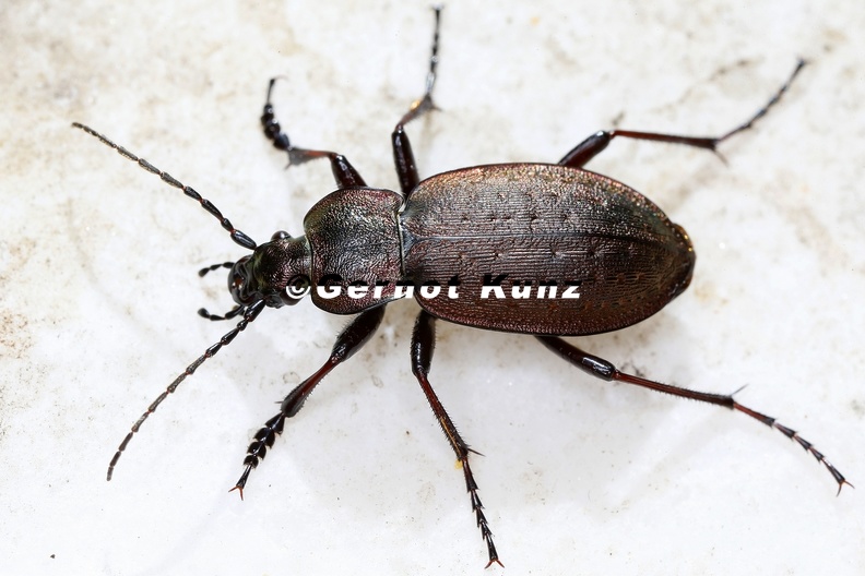 Carabus_sp__2_2.jpg