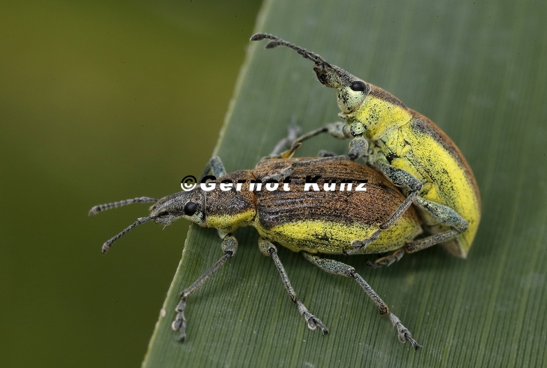 Chlorophanus viridis Gelbrandr ssler 1 2 - Chlorophanus_viridis__Gelbrandr__ssler_1_2.jpg Chlorophanus_viridis__Gelbrandr__ssler_1_2.jpg