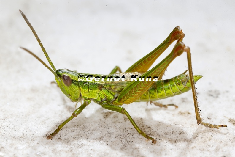 Eutisthyra brachyptera Kleine Goldschrecke 5 2 - Eutisthyra_brachyptera__Kleine_Goldschrecke_5_2.jpg Eutisthyra_brachyptera__Kleine_Goldschrecke_5_2.jpg