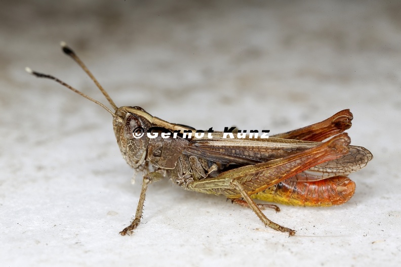 Gomphocerus rufus Rote Keulenschrecke M4 2 - Gomphocerus_rufus___Rote_Keulenschrecke_M4_2_.jpg Gomphocerus_rufus___Rote_Keulenschrecke_M4_2_.jpg