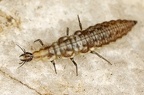 Haemerobiidae L7 2