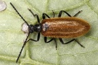 Lagria hirta  Gemeiner Wollk  fer 3 2