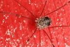 Leiobunum sp  Juv  1 2