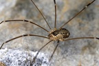 Leiobunum subalpinum  Subalpiner Schwarzr  ckenkanker WJuv 7 2
