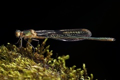 Lestes viridis  Weidenjungfer 5 2