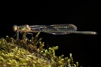 Lestes viridis  Weidenjungfer 5 2