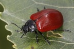 Melasoma populis  Pappelblattk  fer 1 2