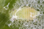 Neophilaenus exclamationis  Wald-Schaumzikade  cf 3 2