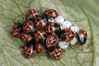 Pentatomidae5 2