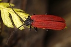 Platycis minutus 1 2